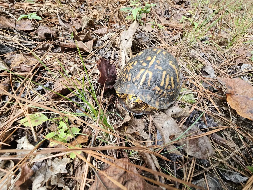 0 County Road 2 Hamilton AL 35570