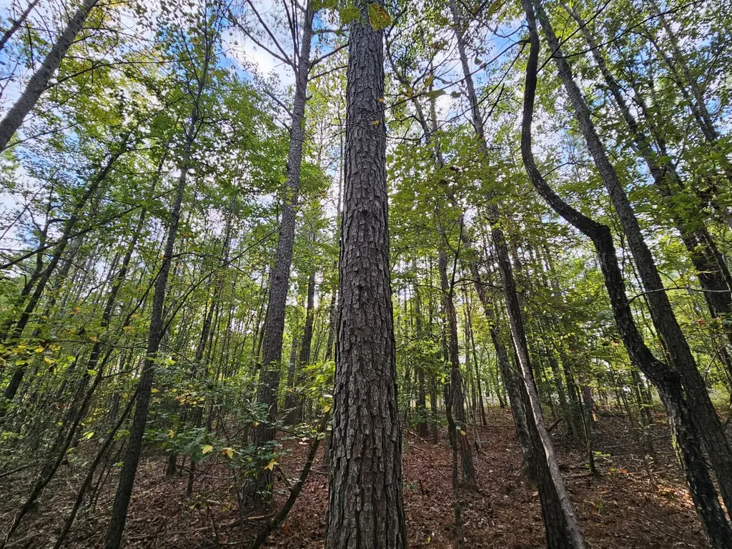 0 County Road 2 Hamilton AL 35570