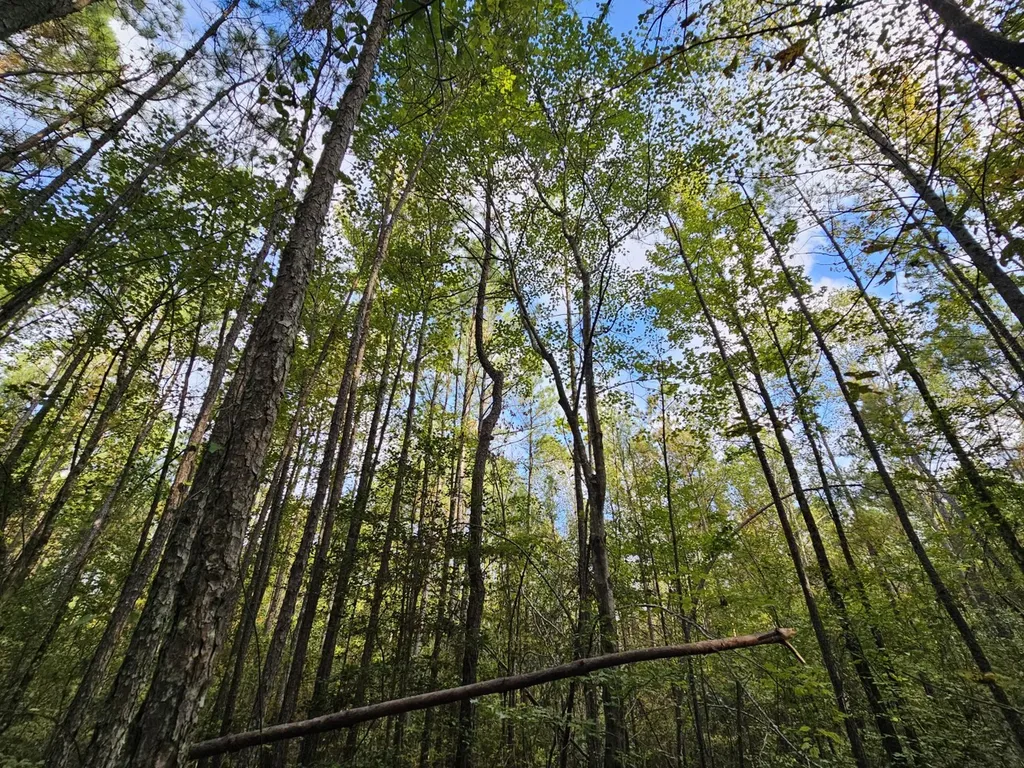 0 County Road 2 Hamilton AL 35570