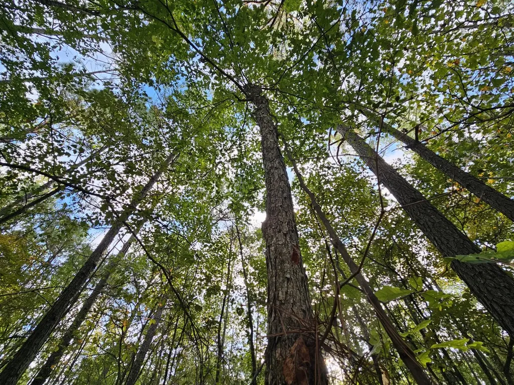 0 County Road 2 Hamilton AL 35570