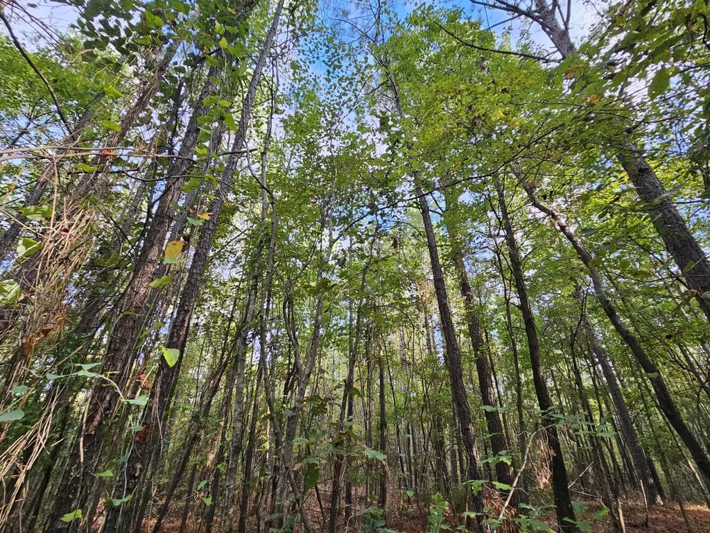 0 County Road 2 Hamilton AL 35570