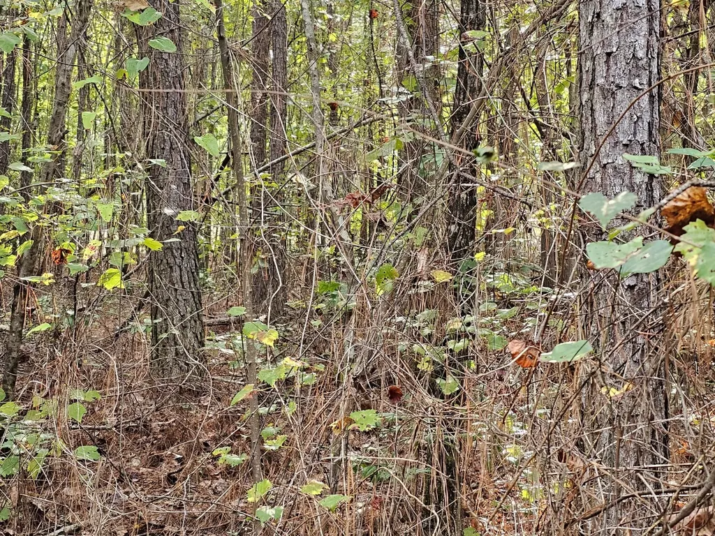 0 County Road 2 Hamilton AL 35570