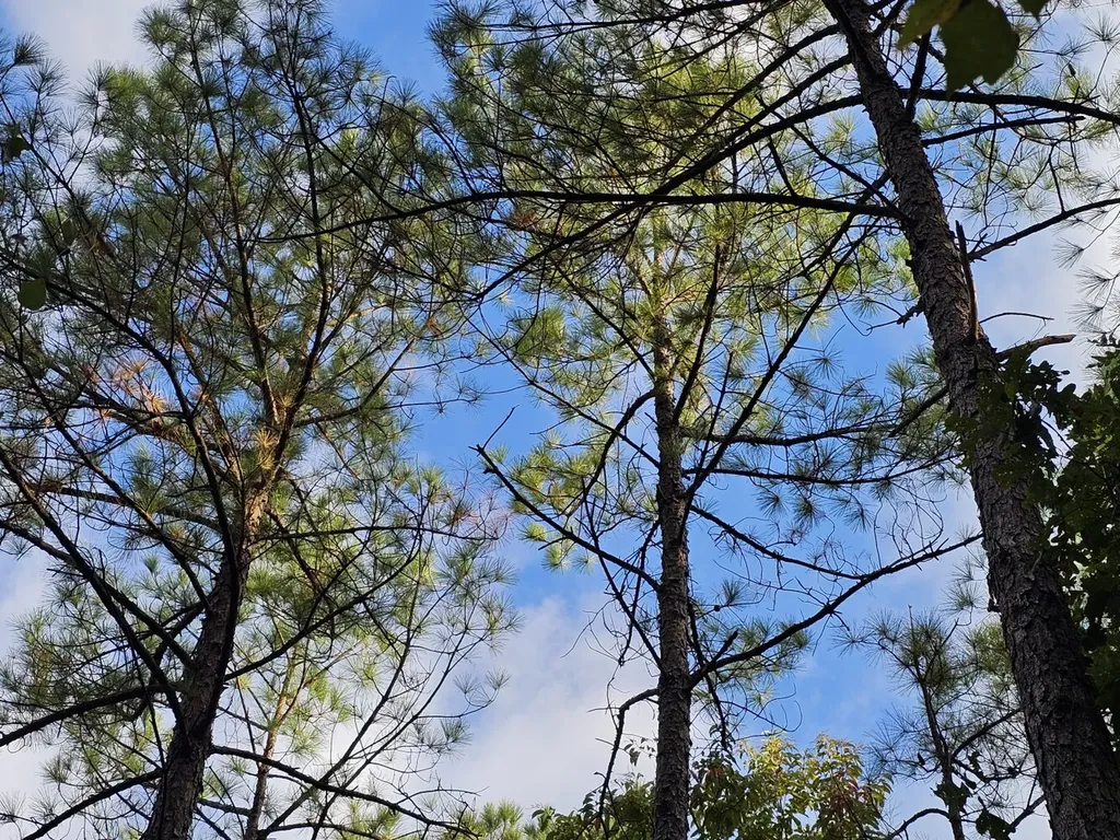 0 County Road 2 Hamilton AL 35570