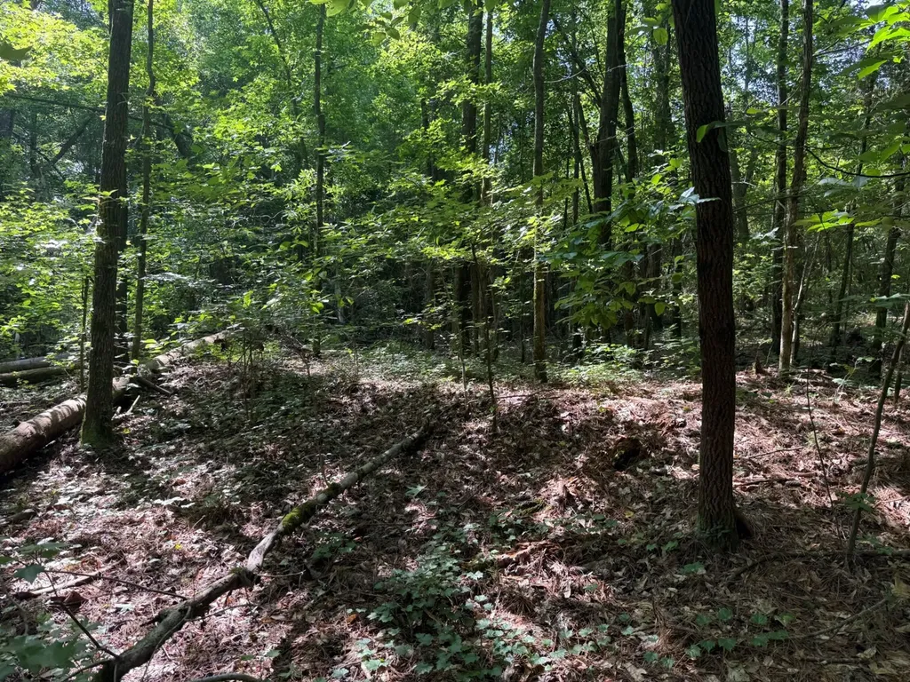 00 River Road Sipsey AL 35584