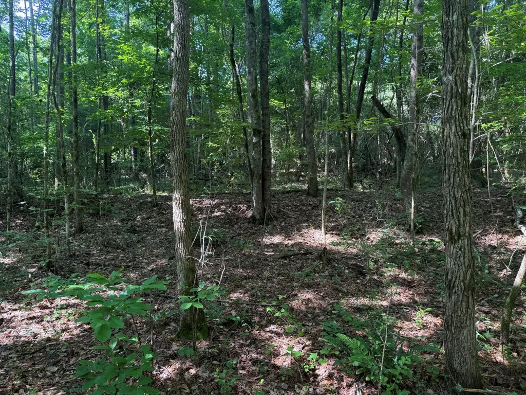 00 River Road Sipsey AL 35584