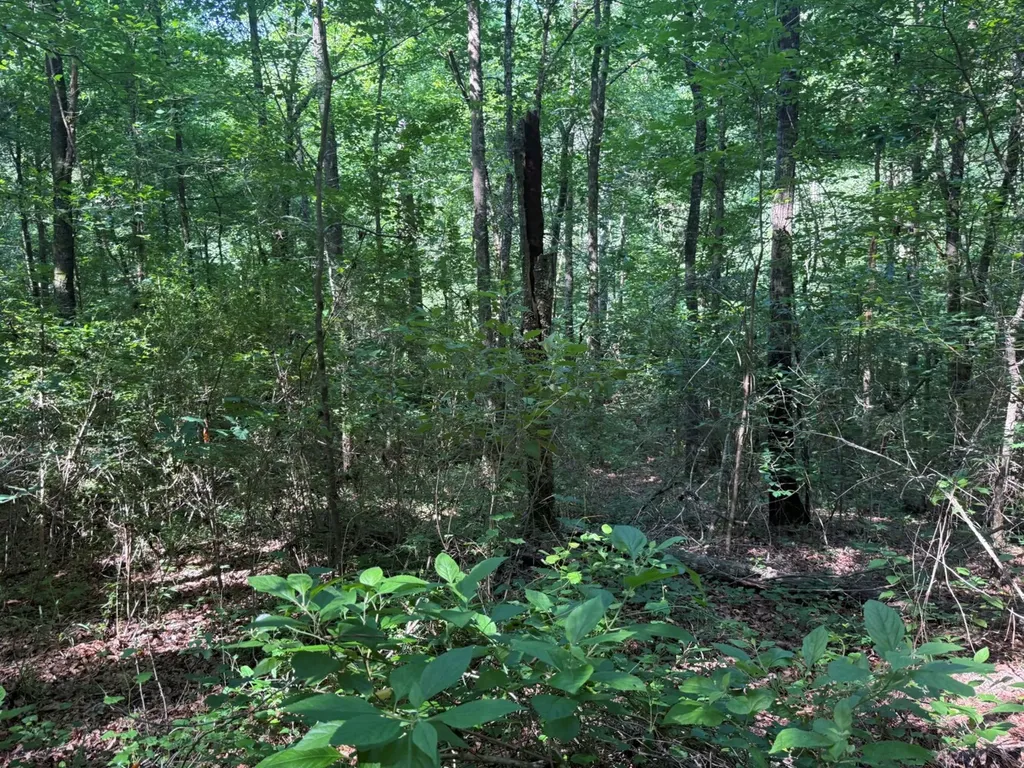 00 River Road Sipsey AL 35584