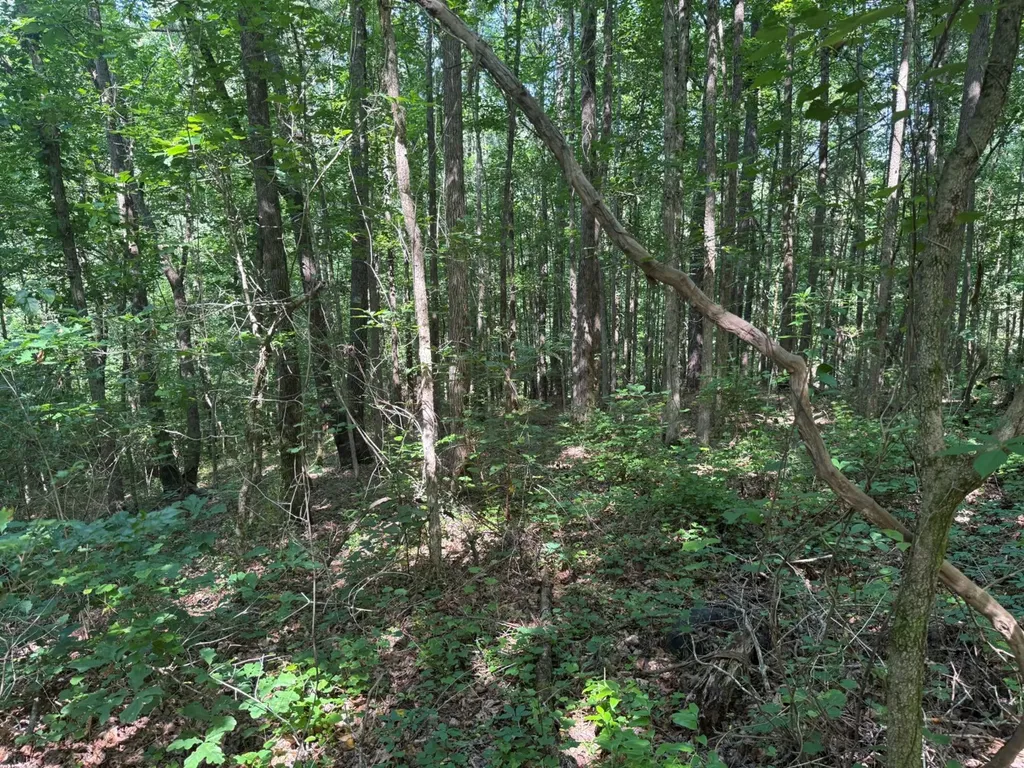 00 River Road Sipsey AL 35584