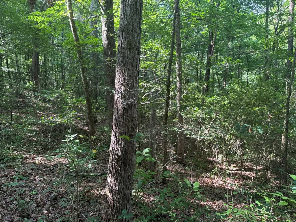 00 River Road Sipsey AL 35584