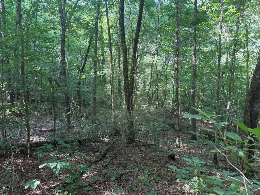 00 River Road Sipsey AL 35584