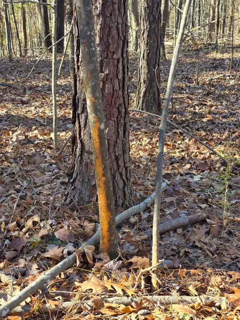 0 Lee Street Blountsville AL 35013