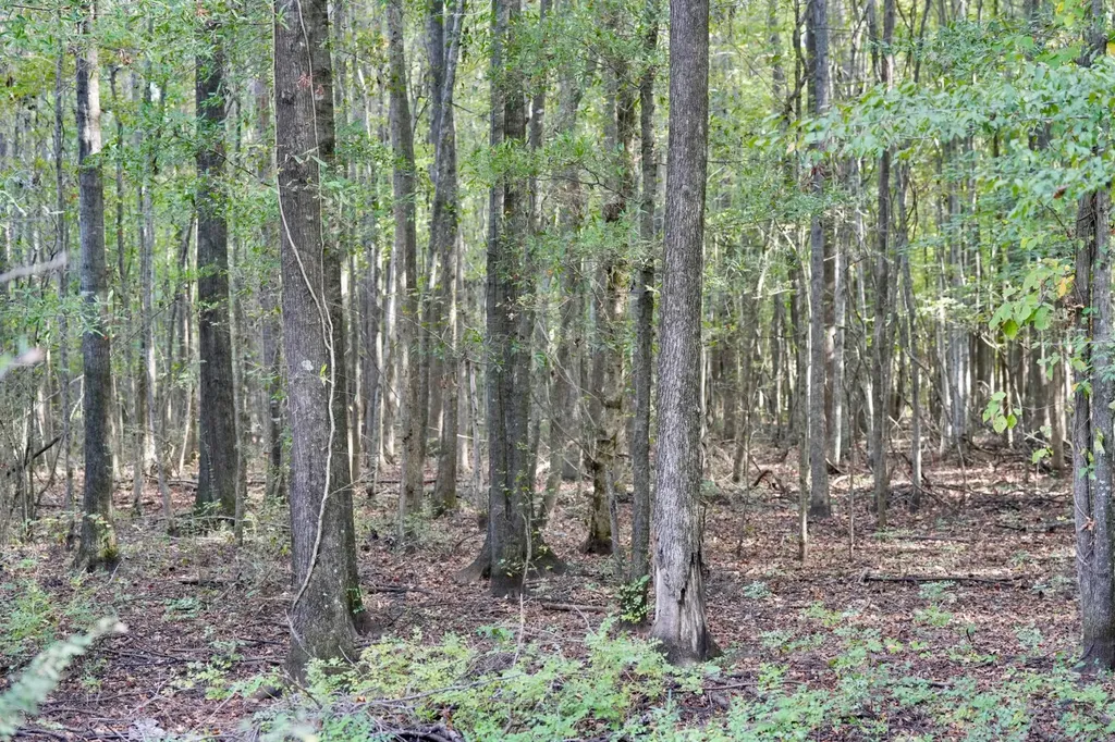 0 Upper Hull Road Moundville AL 35474