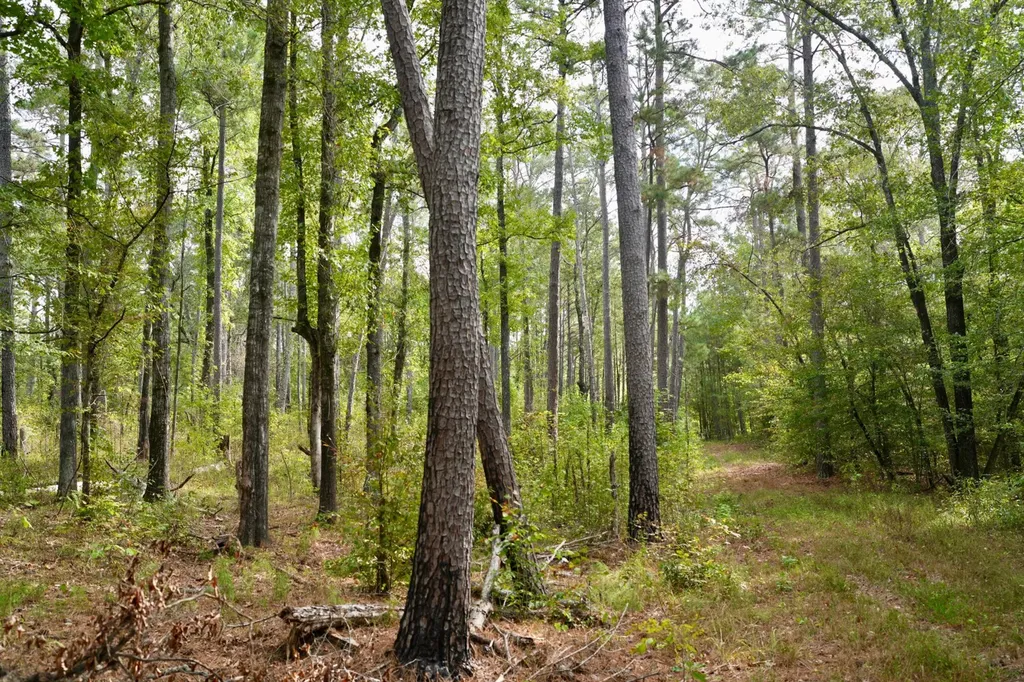 0 Upper Hull Road Moundville AL 35474