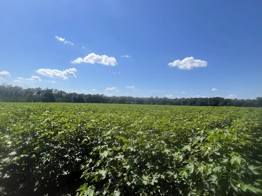 2 County Road 223 New Brockton AL 36351