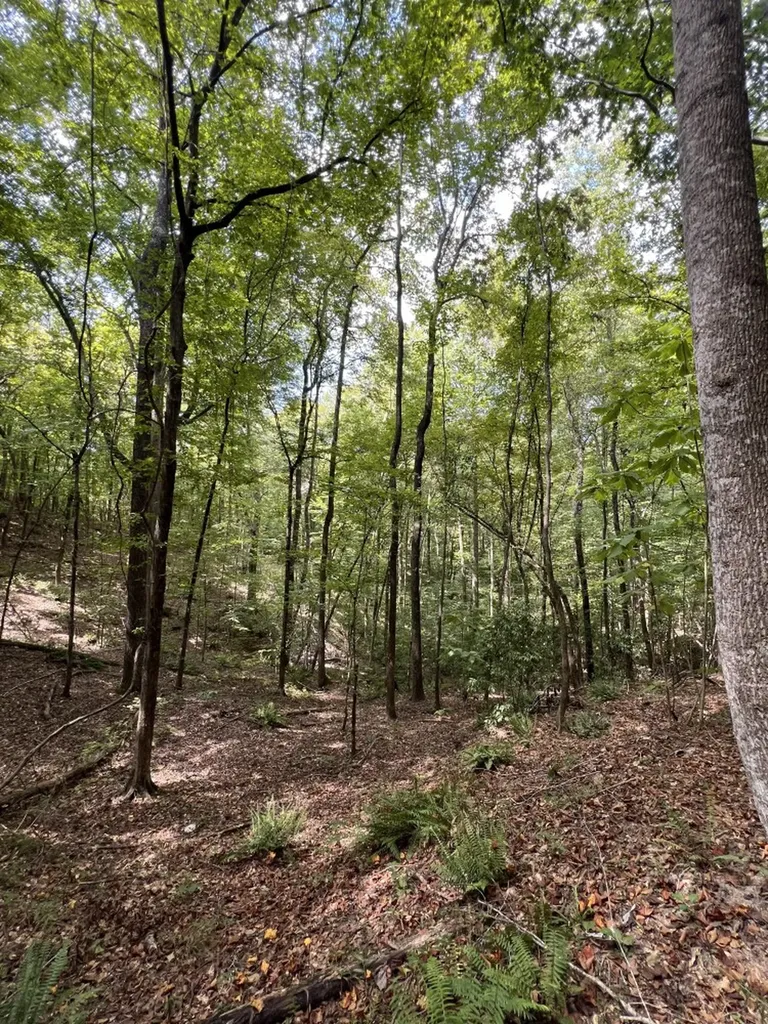 0 Judson Park Drive Cottondale AL 35453