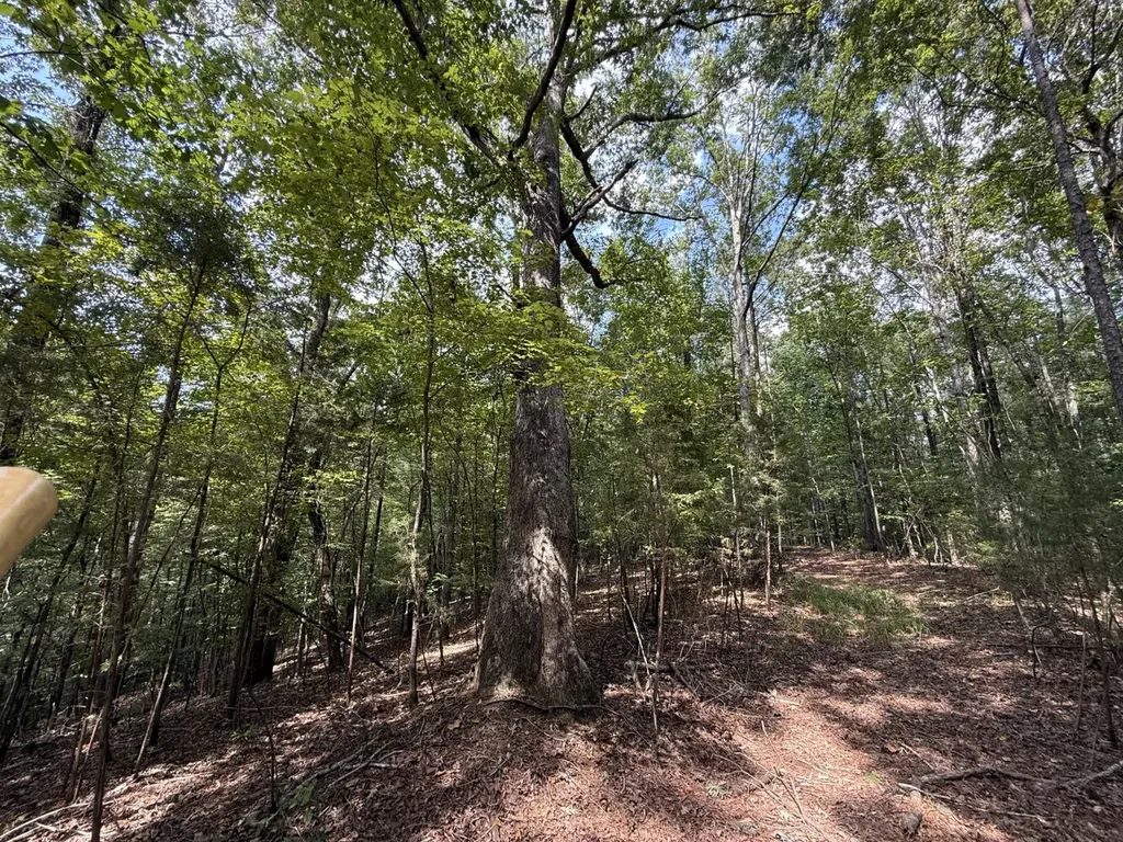0 Judson Park Drive Cottondale AL 35453