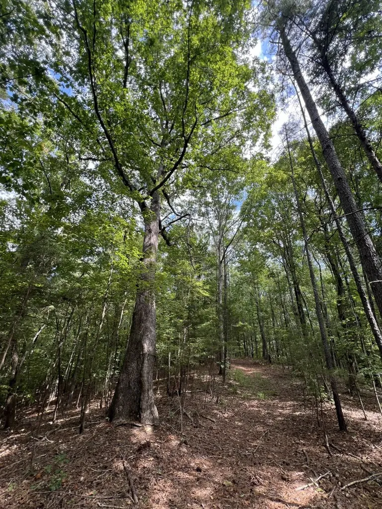 0 Judson Park Drive Cottondale AL 35453