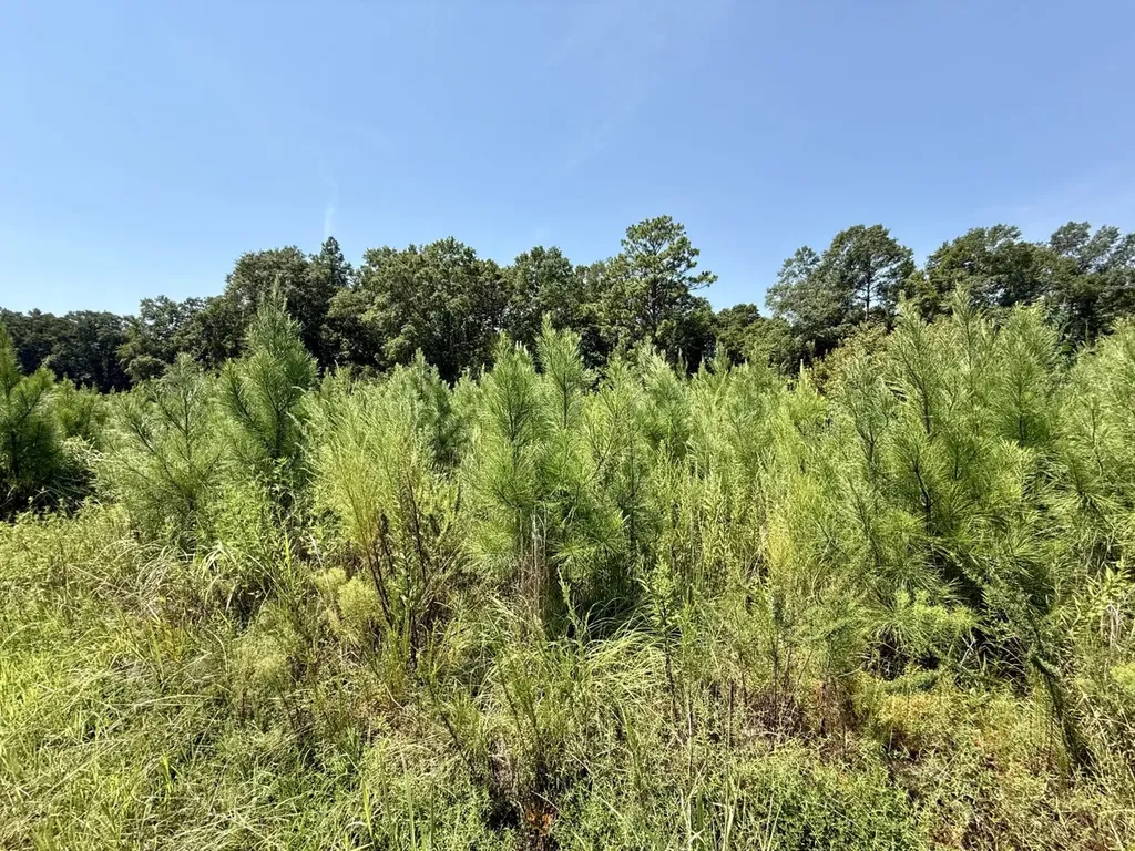 0 Louella Road Mcintosh AL 36553