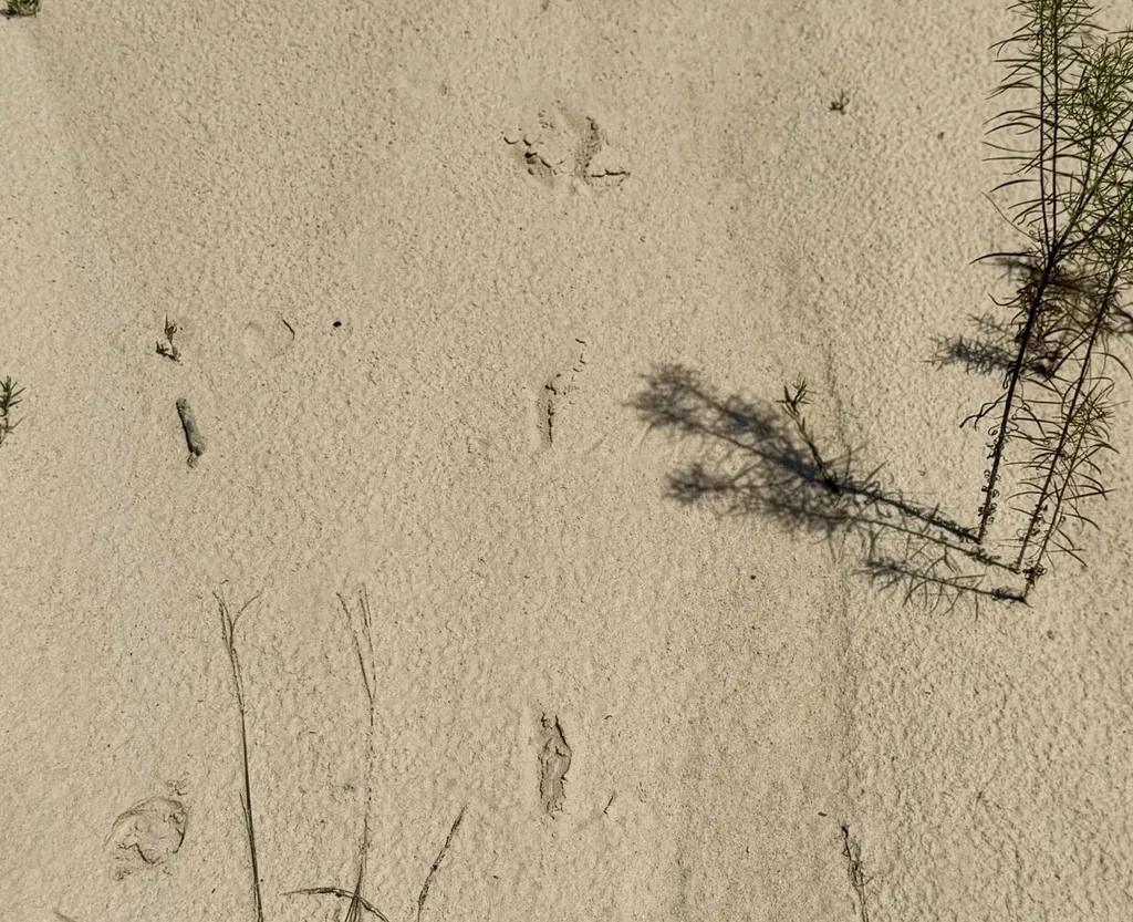 0 Louella Road Mcintosh AL 36553