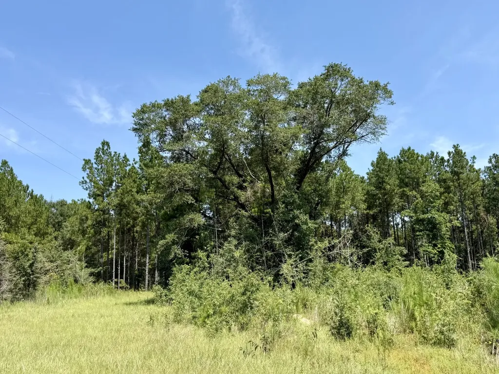 0 Louella Road Mcintosh AL 36553