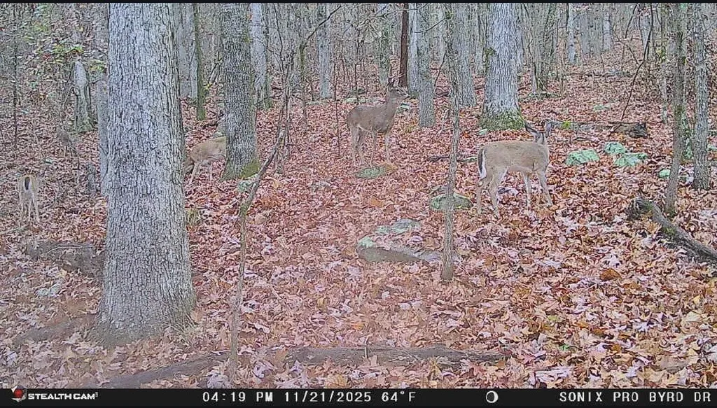 0 Byrd Drive Owens Cross Roads AL 35763