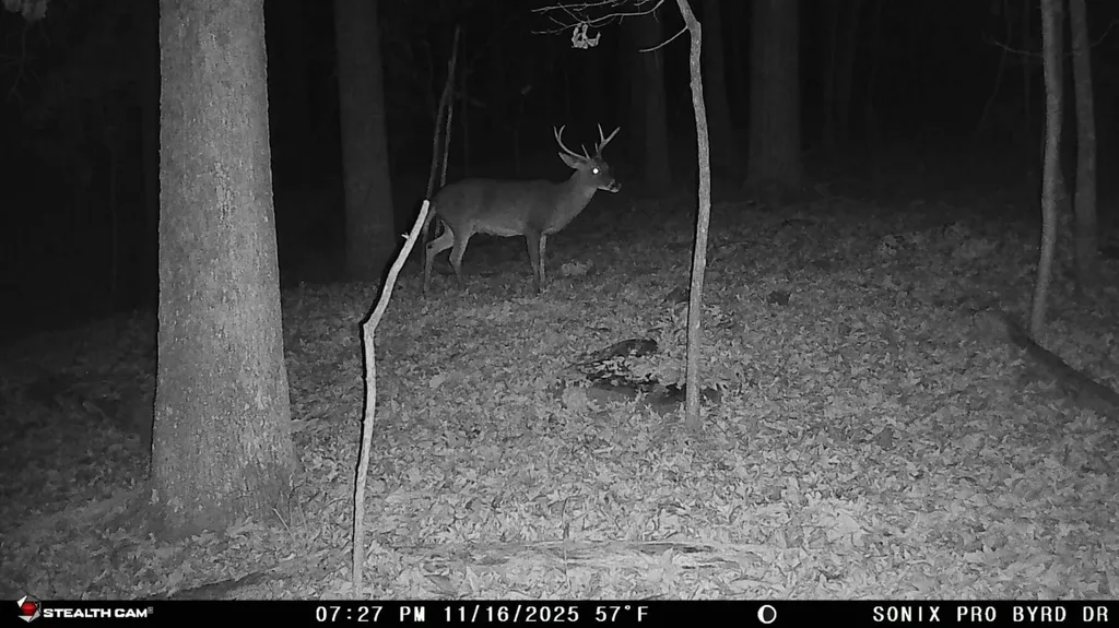 0 Byrd Drive Owens Cross Roads AL 35763