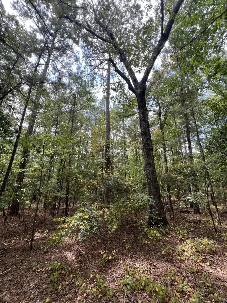 0 Jim Jones Road Cottondale AL 35453