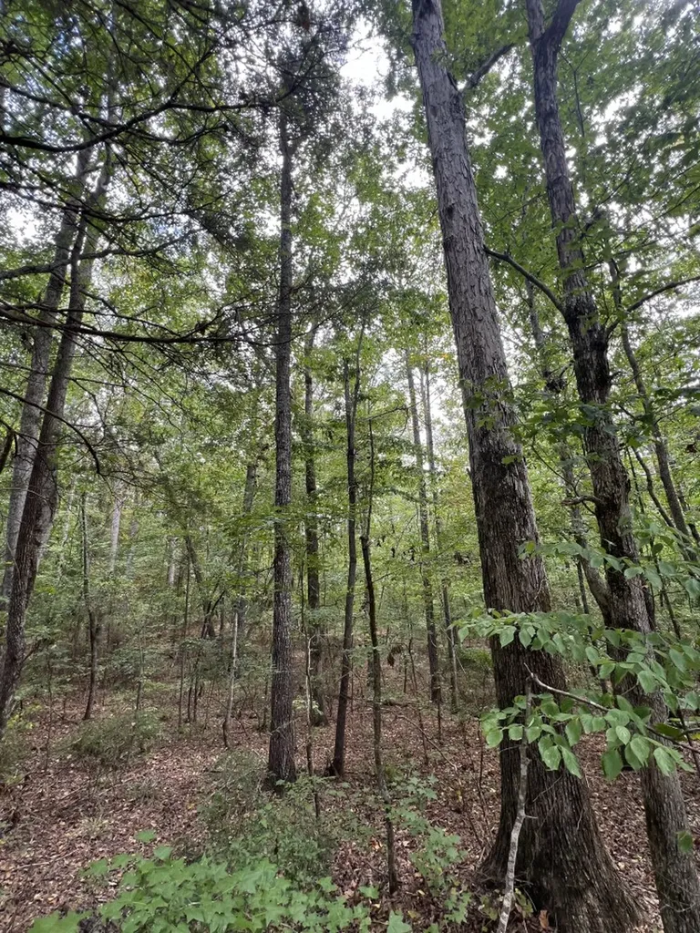 0 Jim Jones Road Cottondale AL 35453