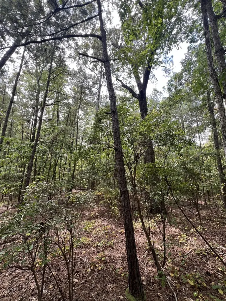 0 Jim Jones Road Cottondale AL 35453