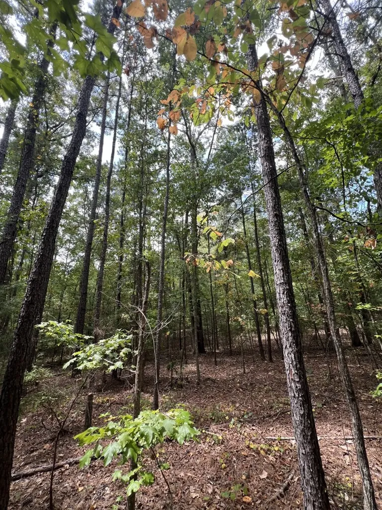 0 Jim Jones Road Cottondale AL 35453