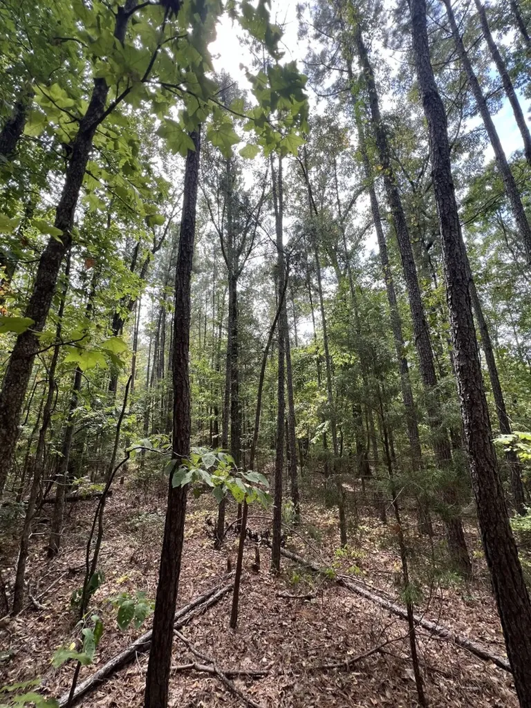 0 Jim Jones Road Cottondale AL 35453