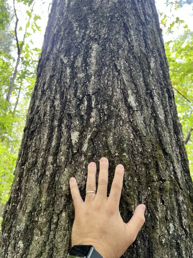 0 Jim Jones Road Cottondale AL 35453