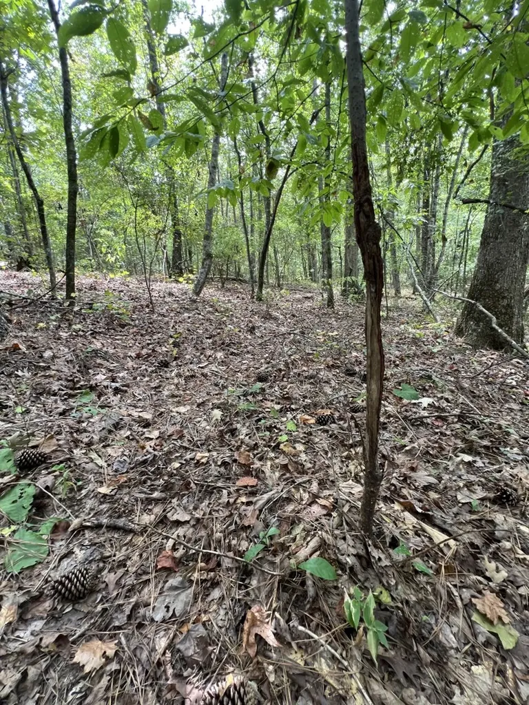 0 Jim Jones Road Cottondale AL 35453