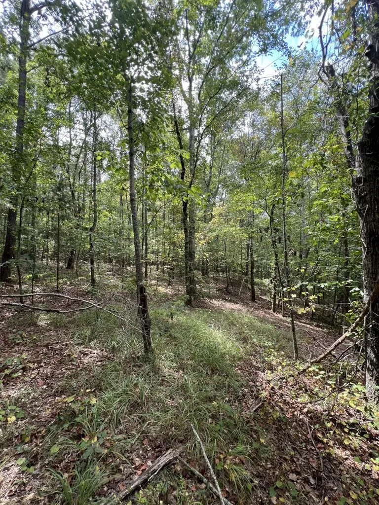 0 Jim Jones Road Cottondale AL 35453