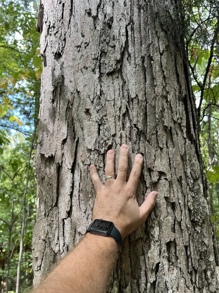 0 Jim Jones Road Cottondale AL 35453