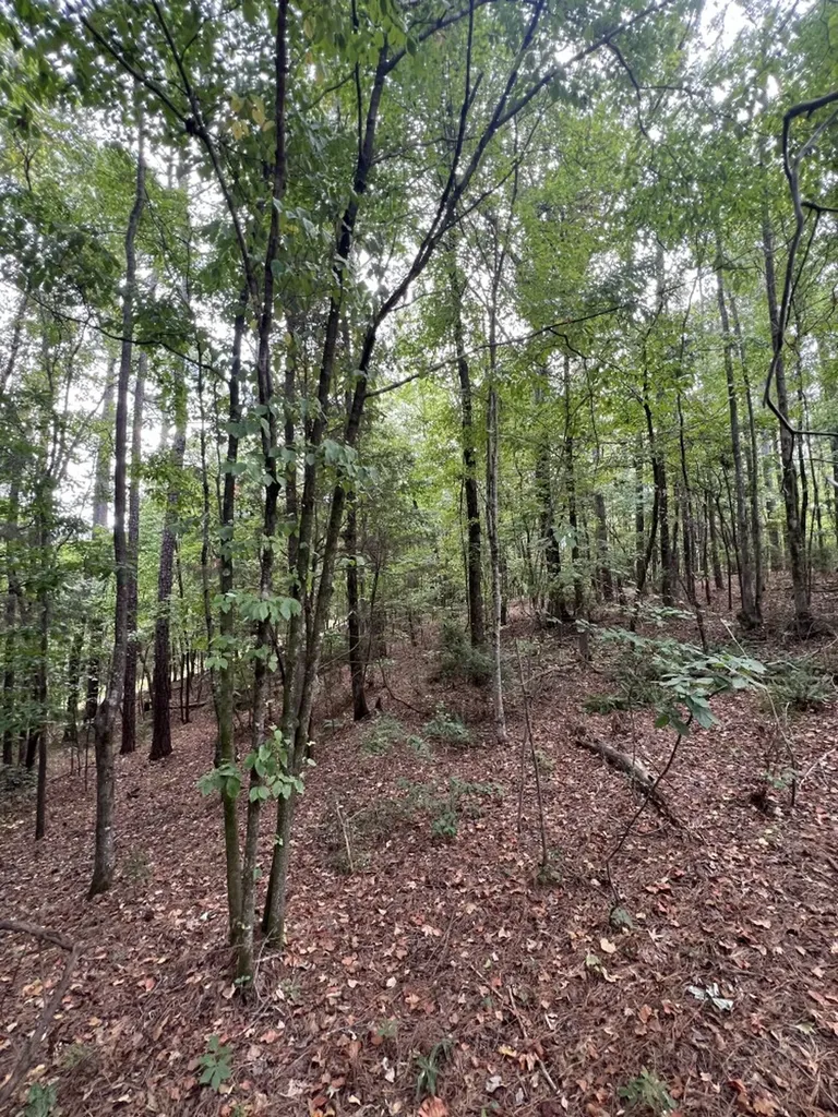 0 Jim Jones Road Cottondale AL 35453