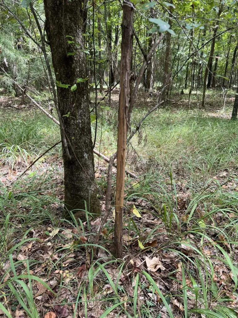 0 Jim Jones Road Cottondale AL 35453