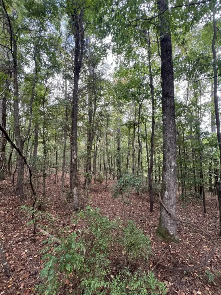 0 Jim Jones Road Cottondale AL 35453