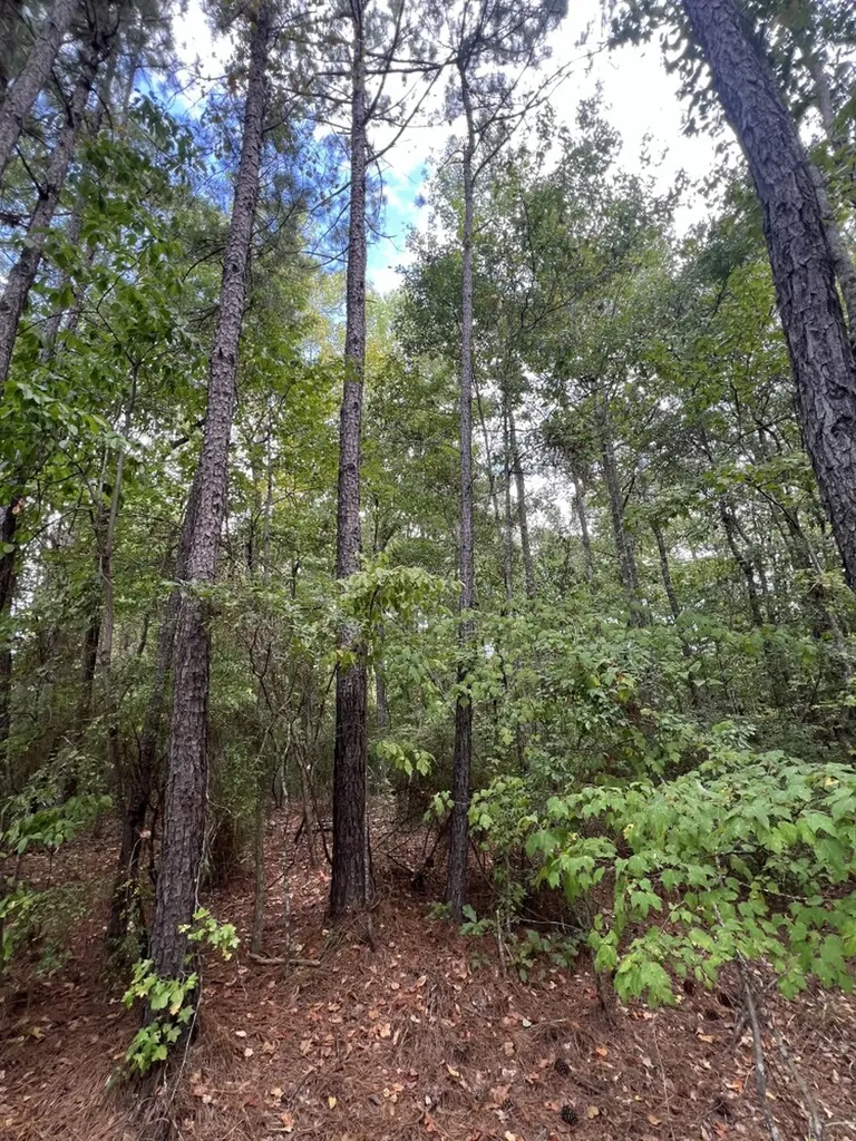 0 Jim Jones Road Cottondale AL 35453