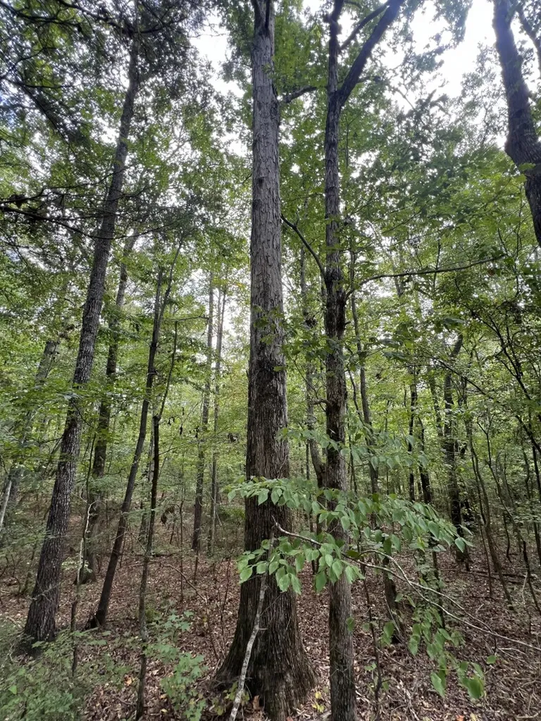 0 Jim Jones Road Cottondale AL 35453