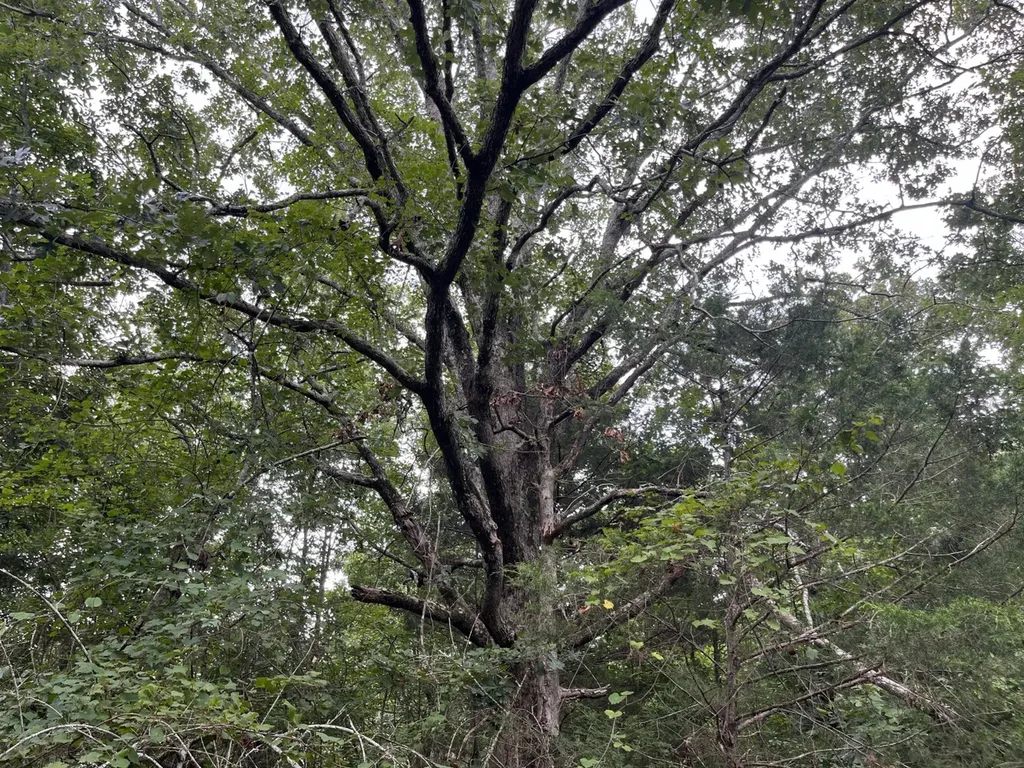 1423 Co Highway 25 Hamilton AL 35570