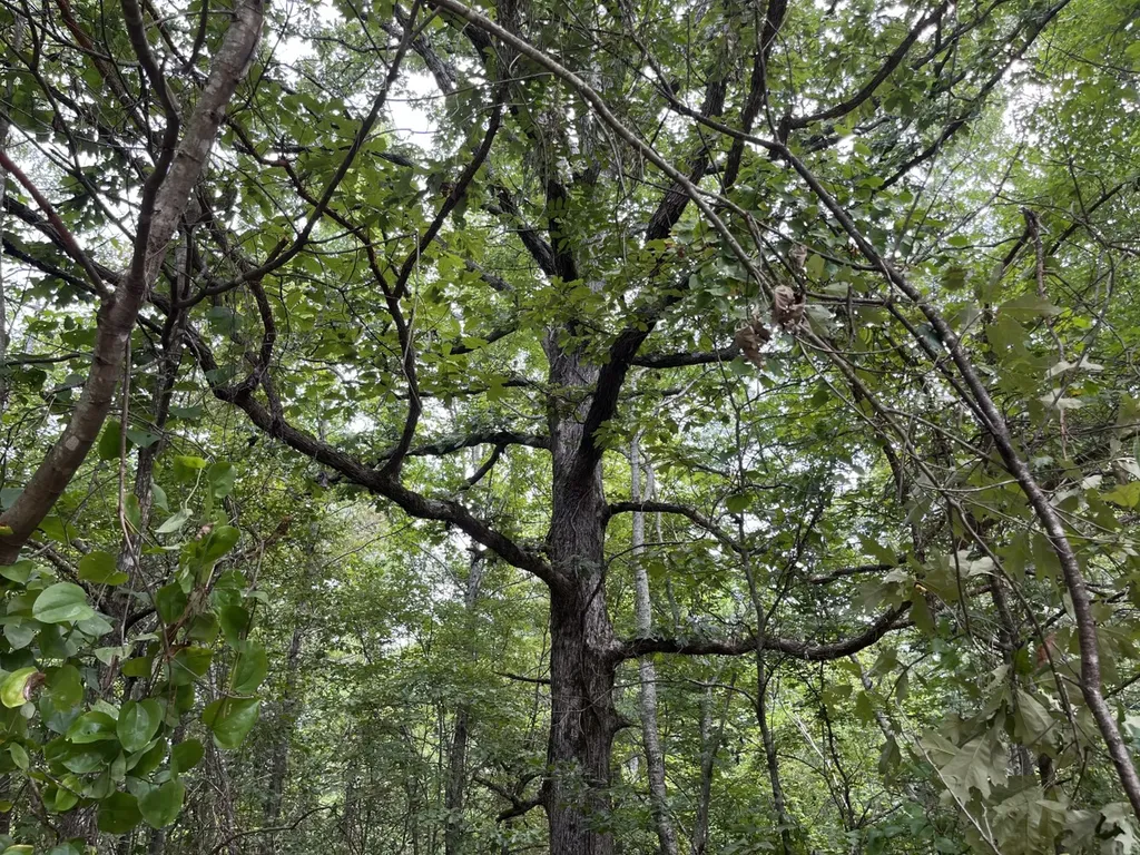 1423 Co Highway 25 Hamilton AL 35570