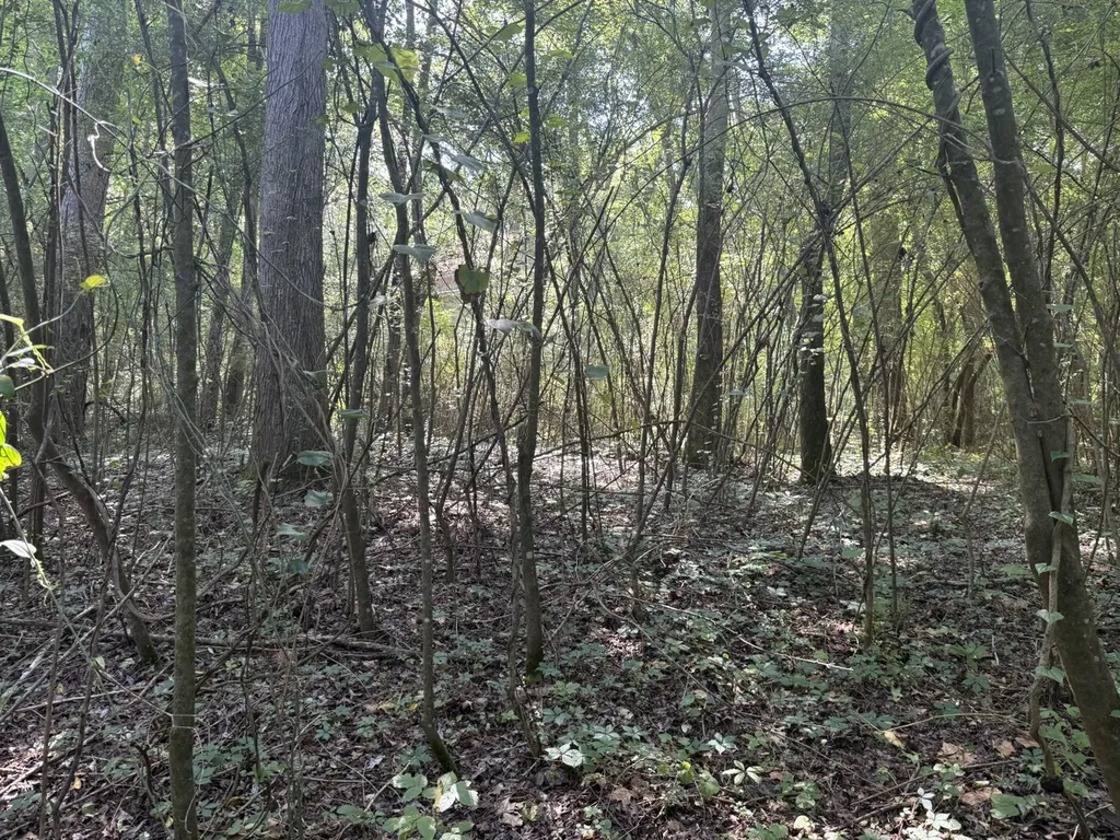 0 River Road Sipsey AL 35584