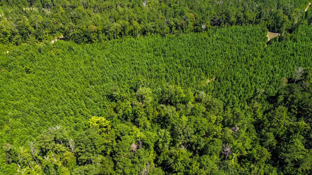 0 Co Road 61 Pine Apple AL 36768