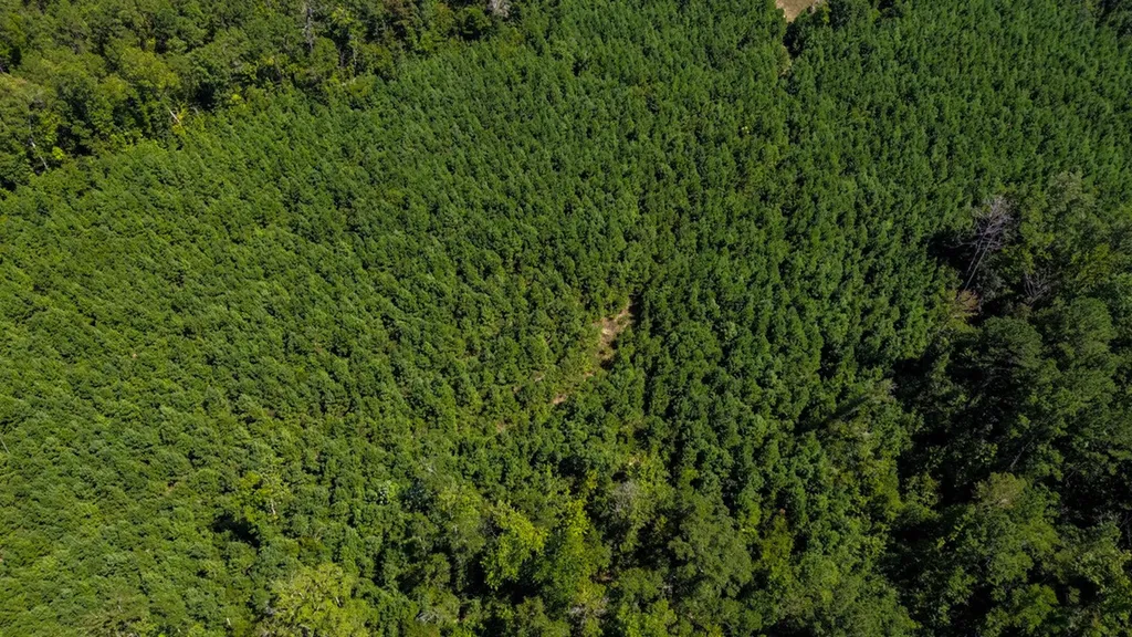 0 Co Road 61 Pine Apple AL 36768