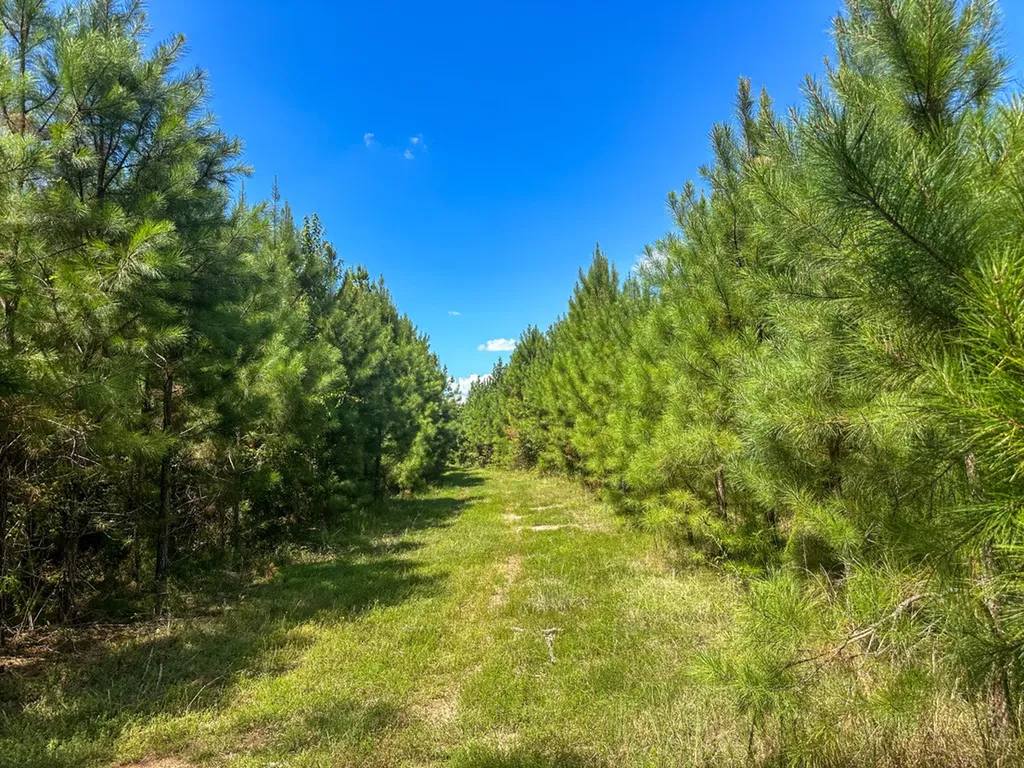 0 Co Road 61 Pine Apple AL 36768