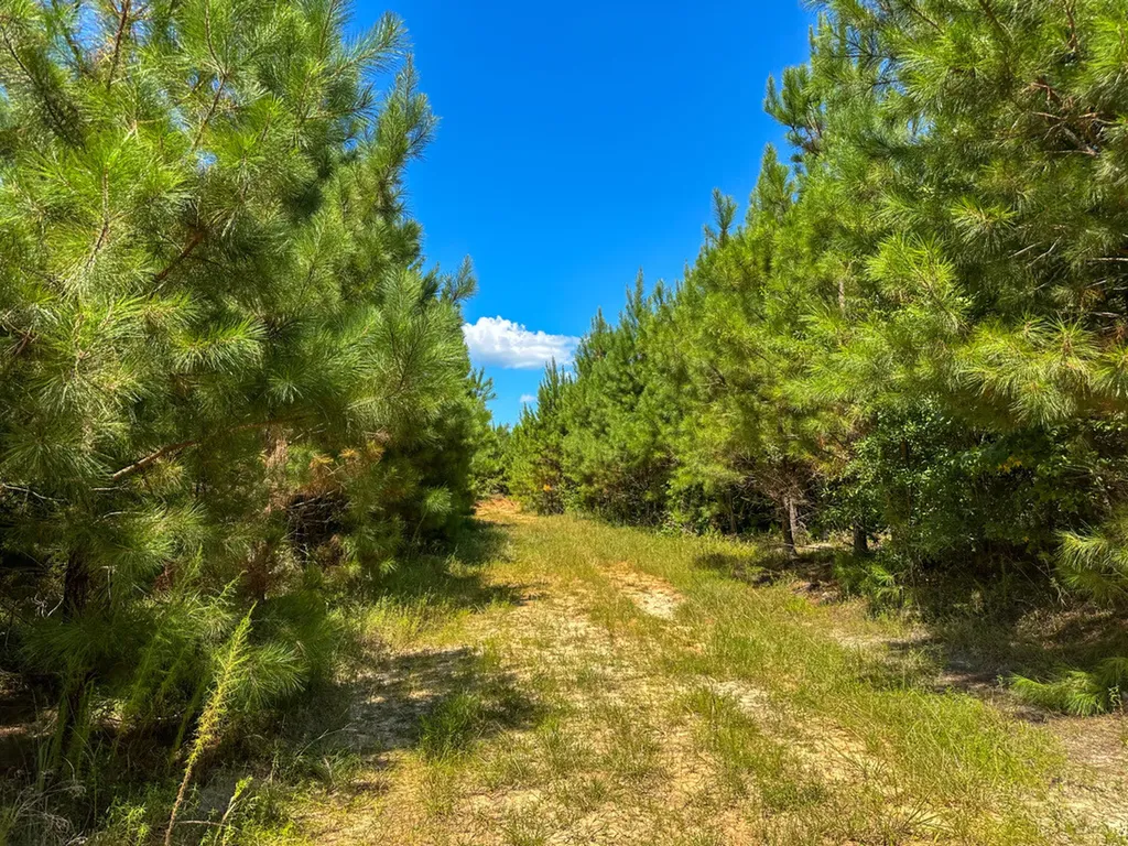 0 Co Road 61 Pine Apple AL 36768