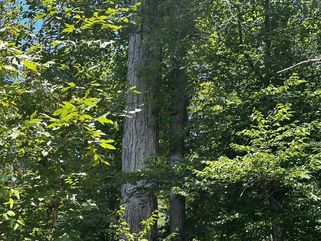 0 Co Road 61 Pine Apple AL 36768