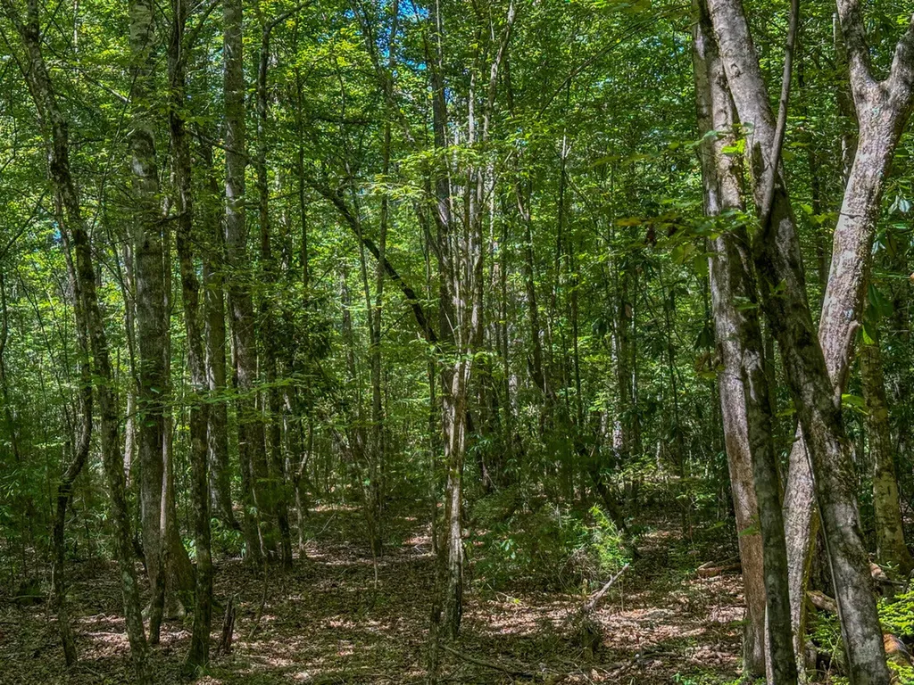 0 Co Road 61 Pine Apple AL 36768