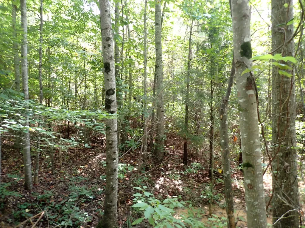 000 Adams Road Bankston AL 35542