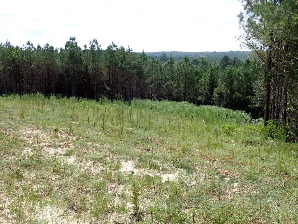 000 Adams Road Bankston AL 35542